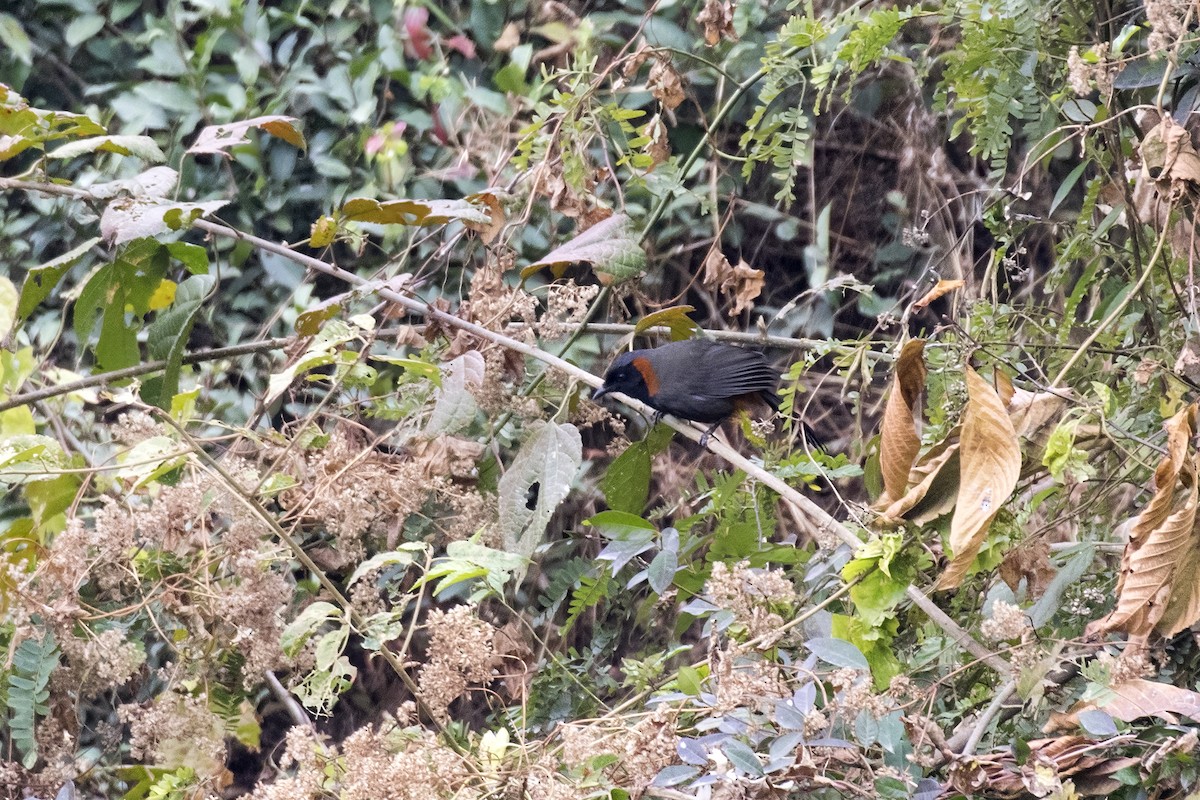 Rufous-necked Laughingthrush - ML614680901