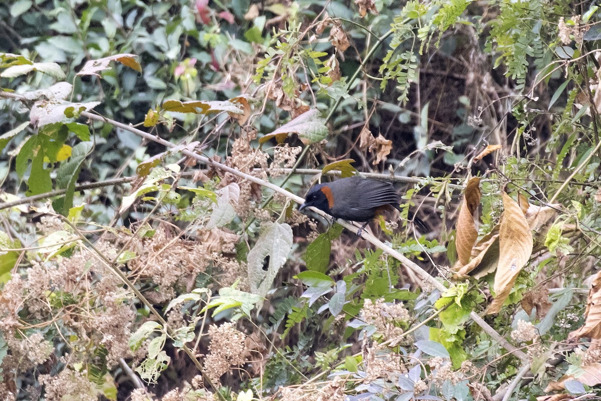 Rufous-necked Laughingthrush - ML614680902