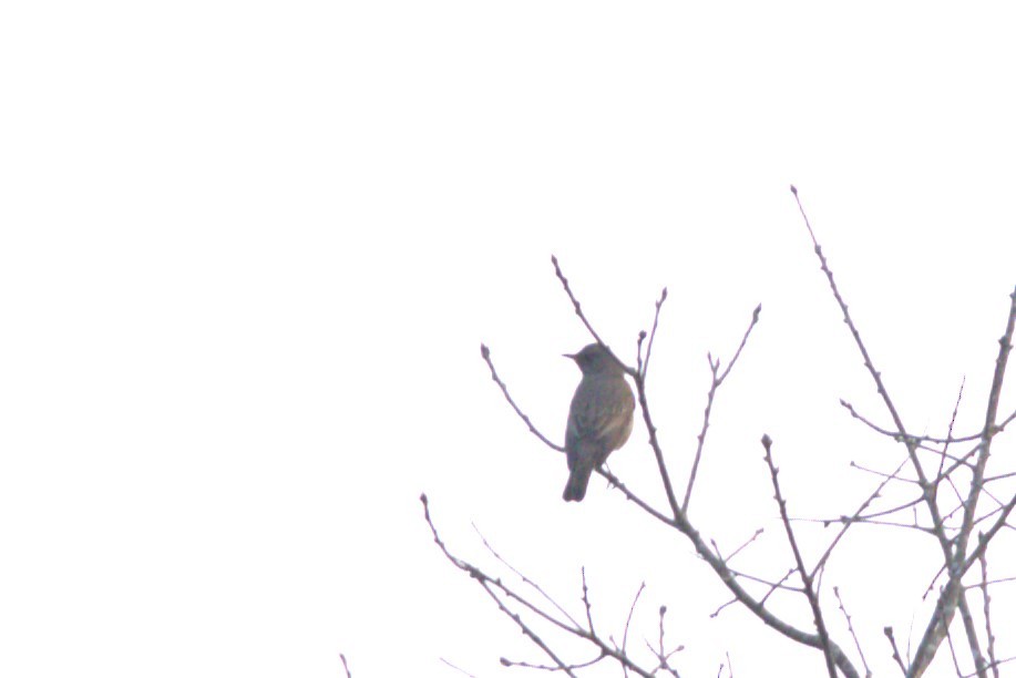 Black-throated Thrush - ML614680903