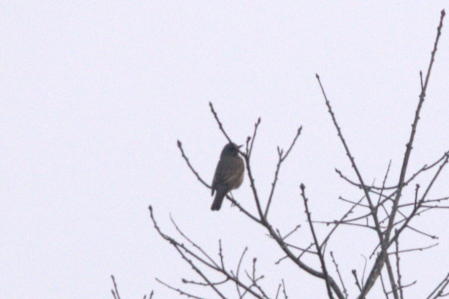 Black-throated Thrush - ML614680904