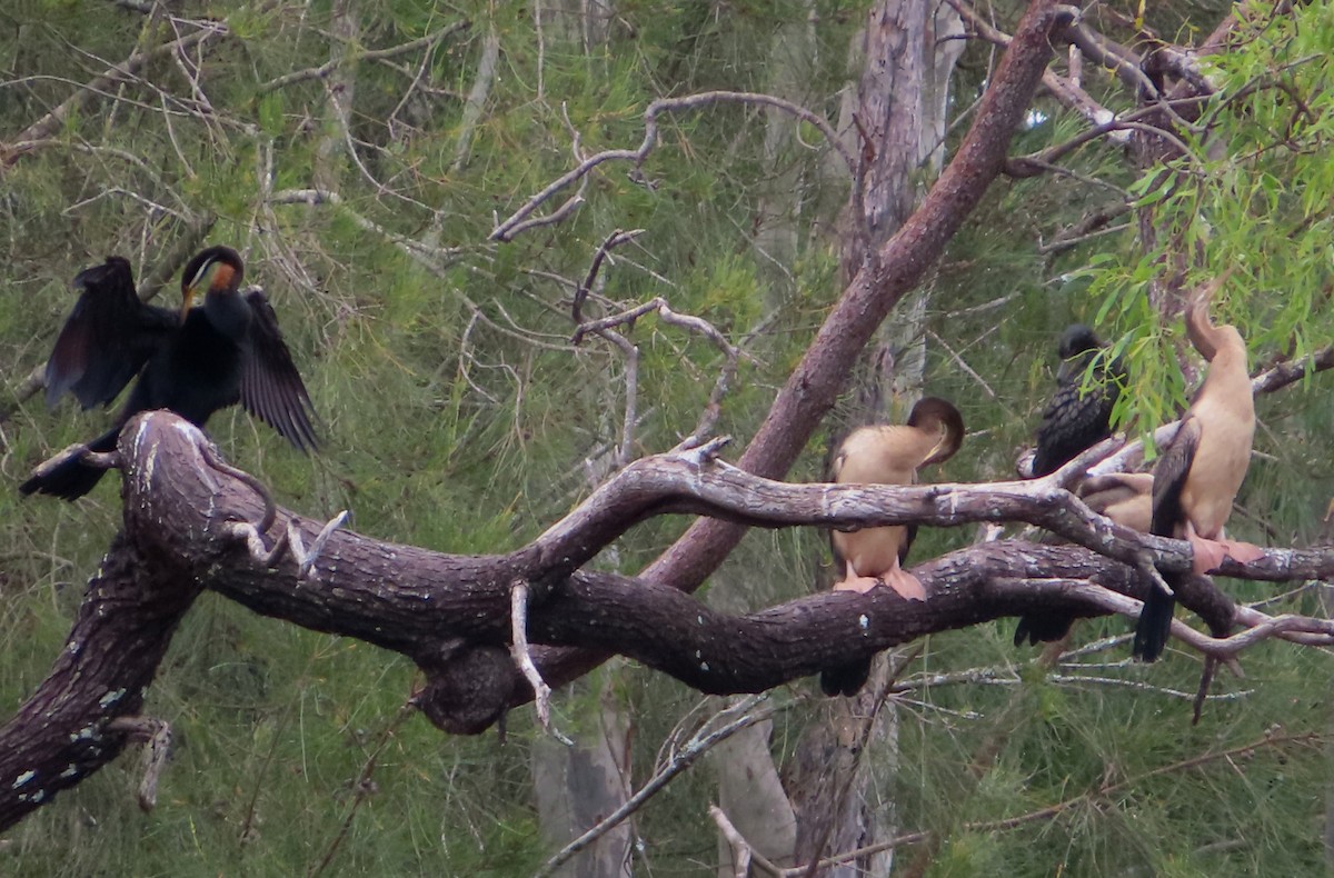 Anhinga d'Australie - ML614680908