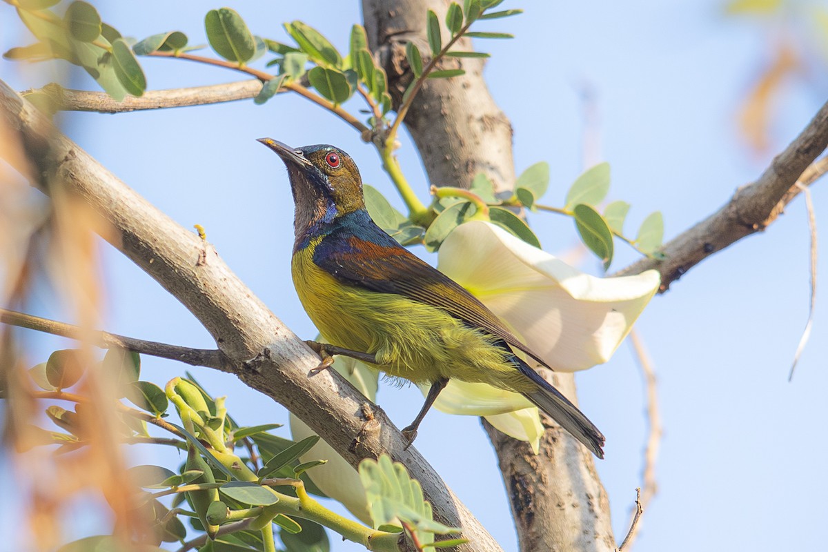 Brown-throated Sunbird - ML614680939