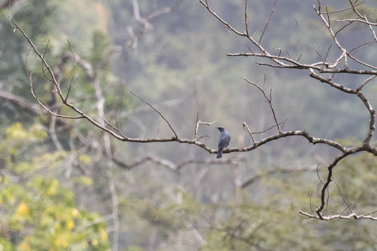 Blue Rock-Thrush - ML614680946