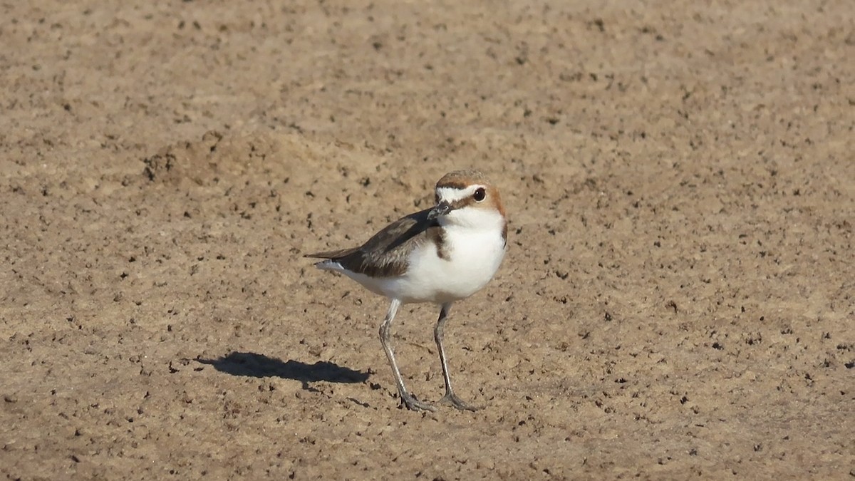 Red-capped Plover - ML614681028