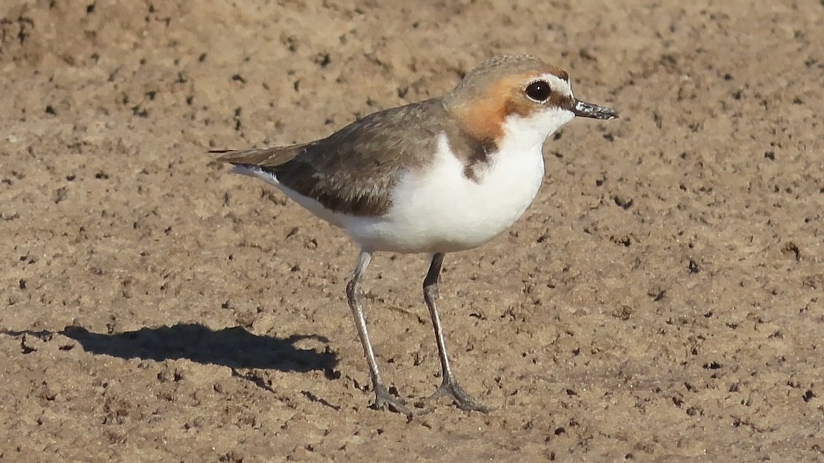 Red-capped Plover - ML614681029