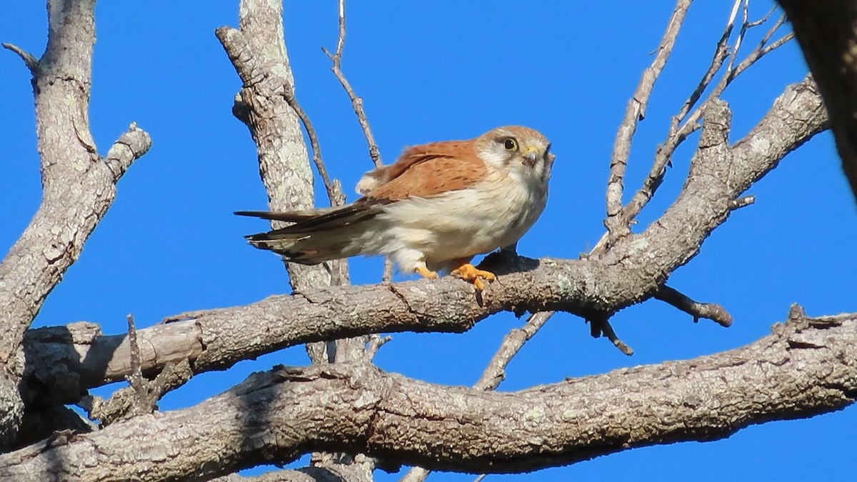 Nankeen Kestrel - ML614681031