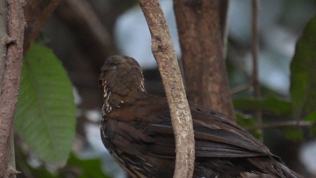 Large Scimitar-Babbler - ML614681047