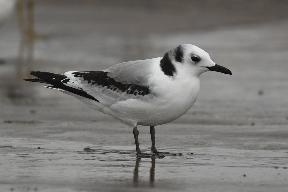 Black-legged Kittiwake - ML614681127