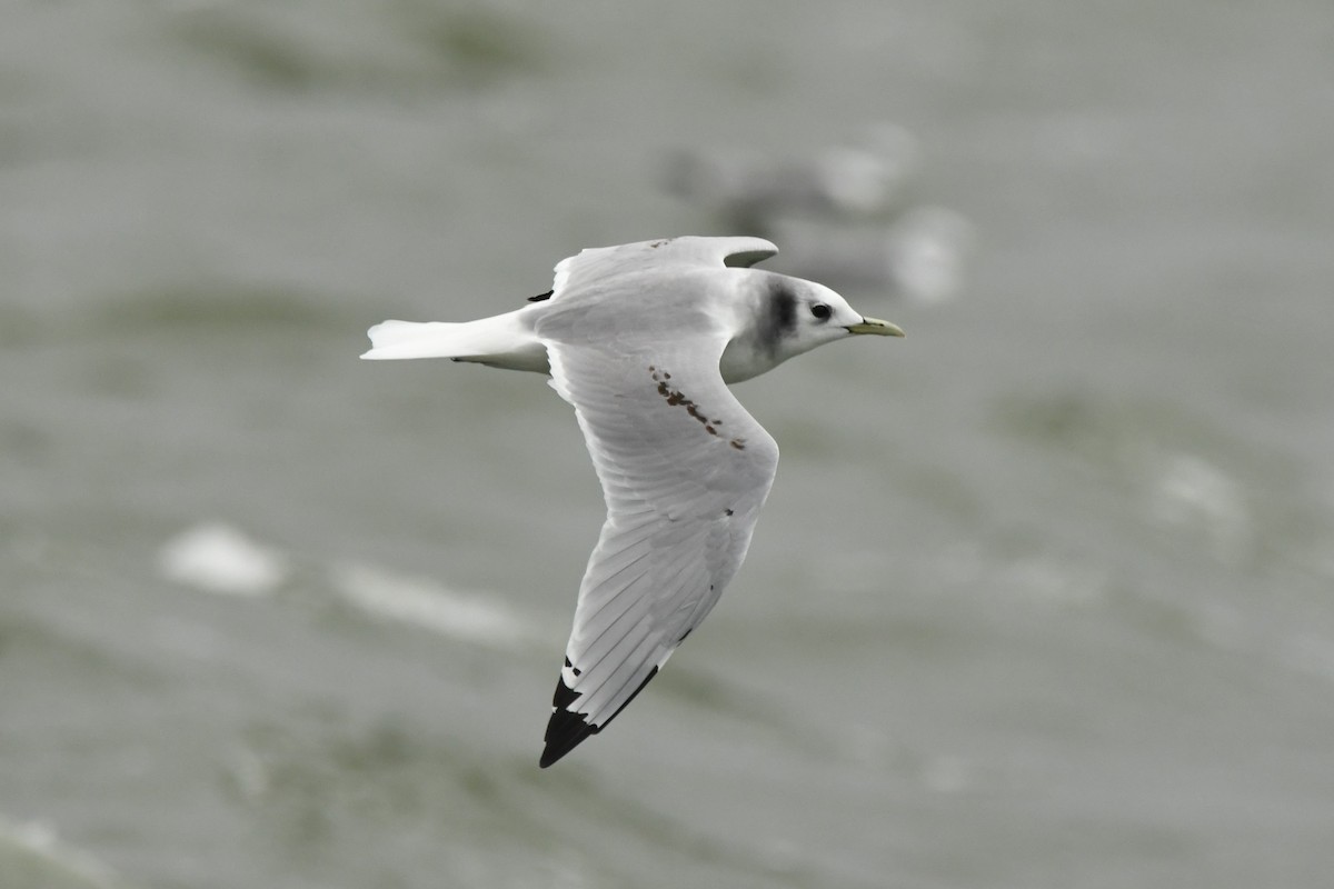 Black-legged Kittiwake - Hayato Ishibashi