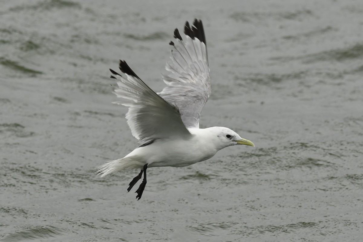 Black-legged Kittiwake - ML614681132