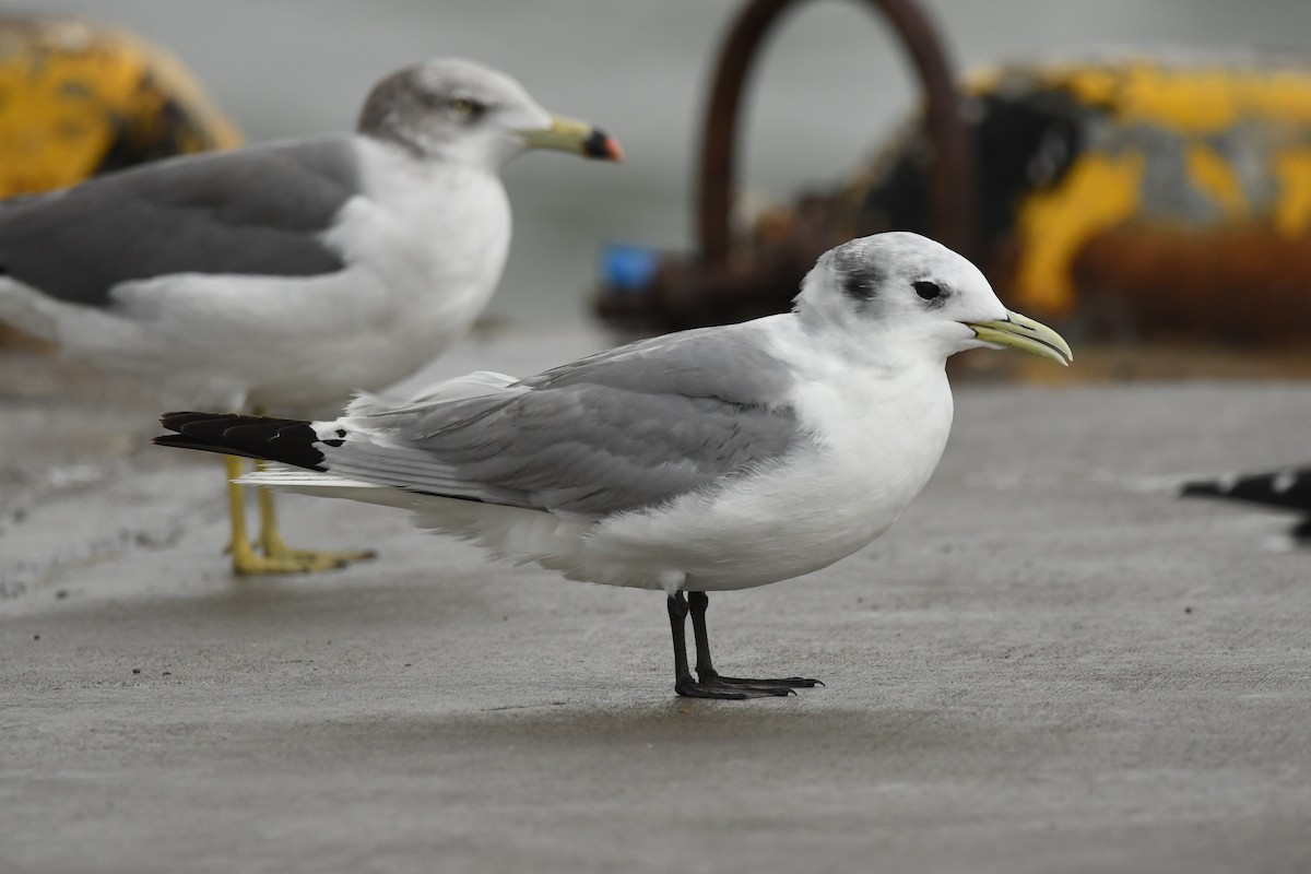 Black-legged Kittiwake - ML614681133