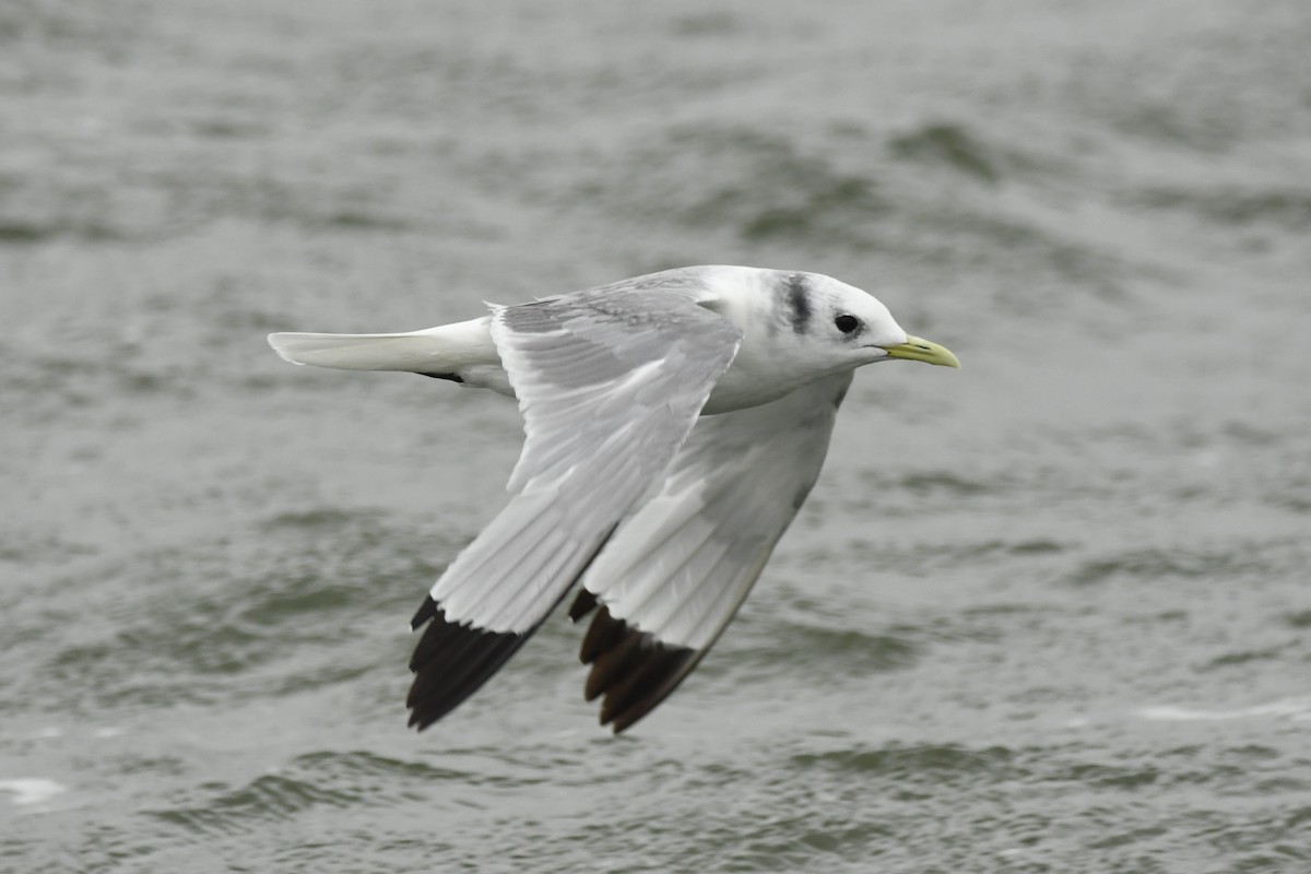 Black-legged Kittiwake - ML614681134