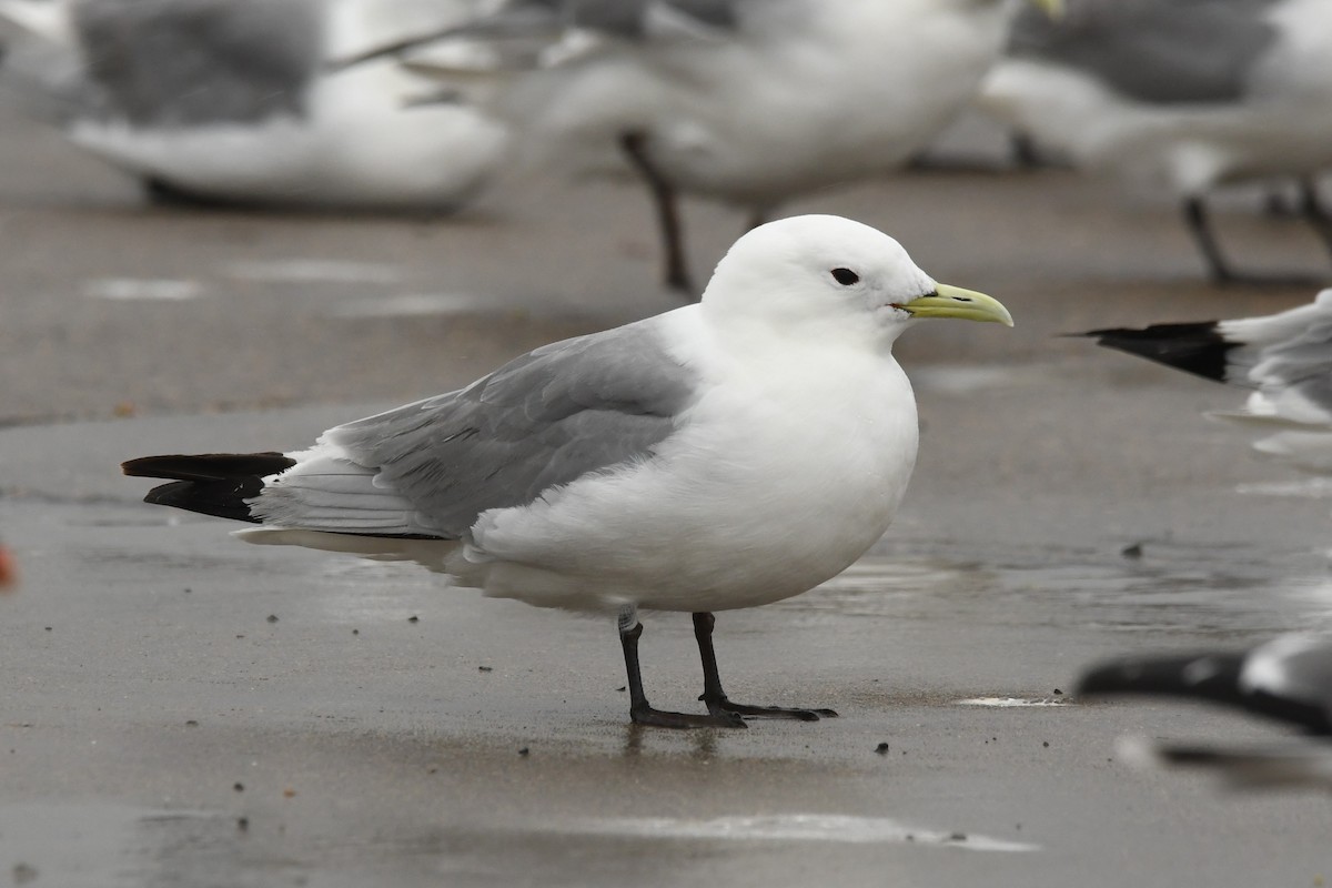 Black-legged Kittiwake - ML614681135