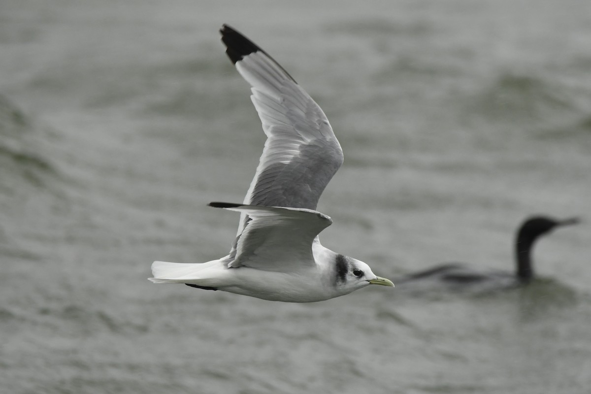 Black-legged Kittiwake - ML614681136