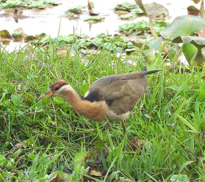 Bronze-winged Jacana - ML614681153