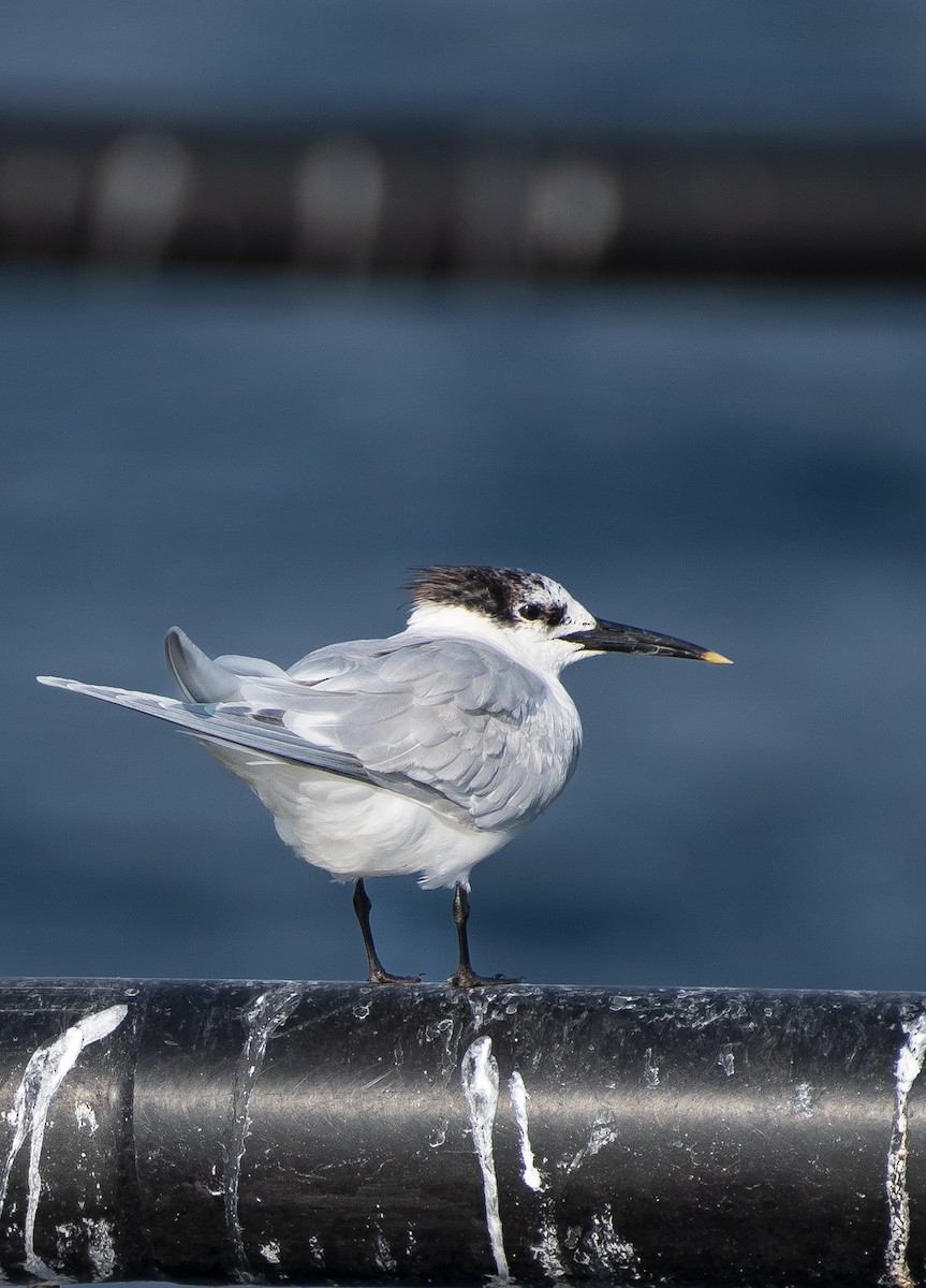 Sandwich Tern - ML614681154