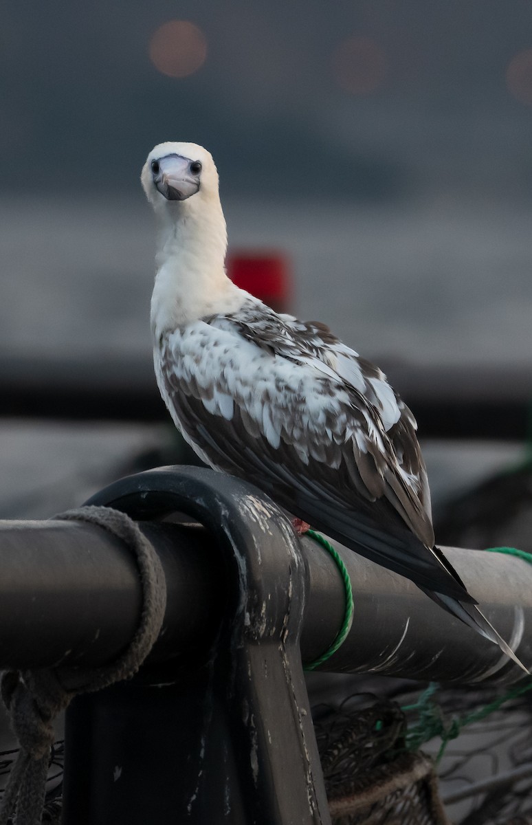 Red-footed Booby - ML614681160