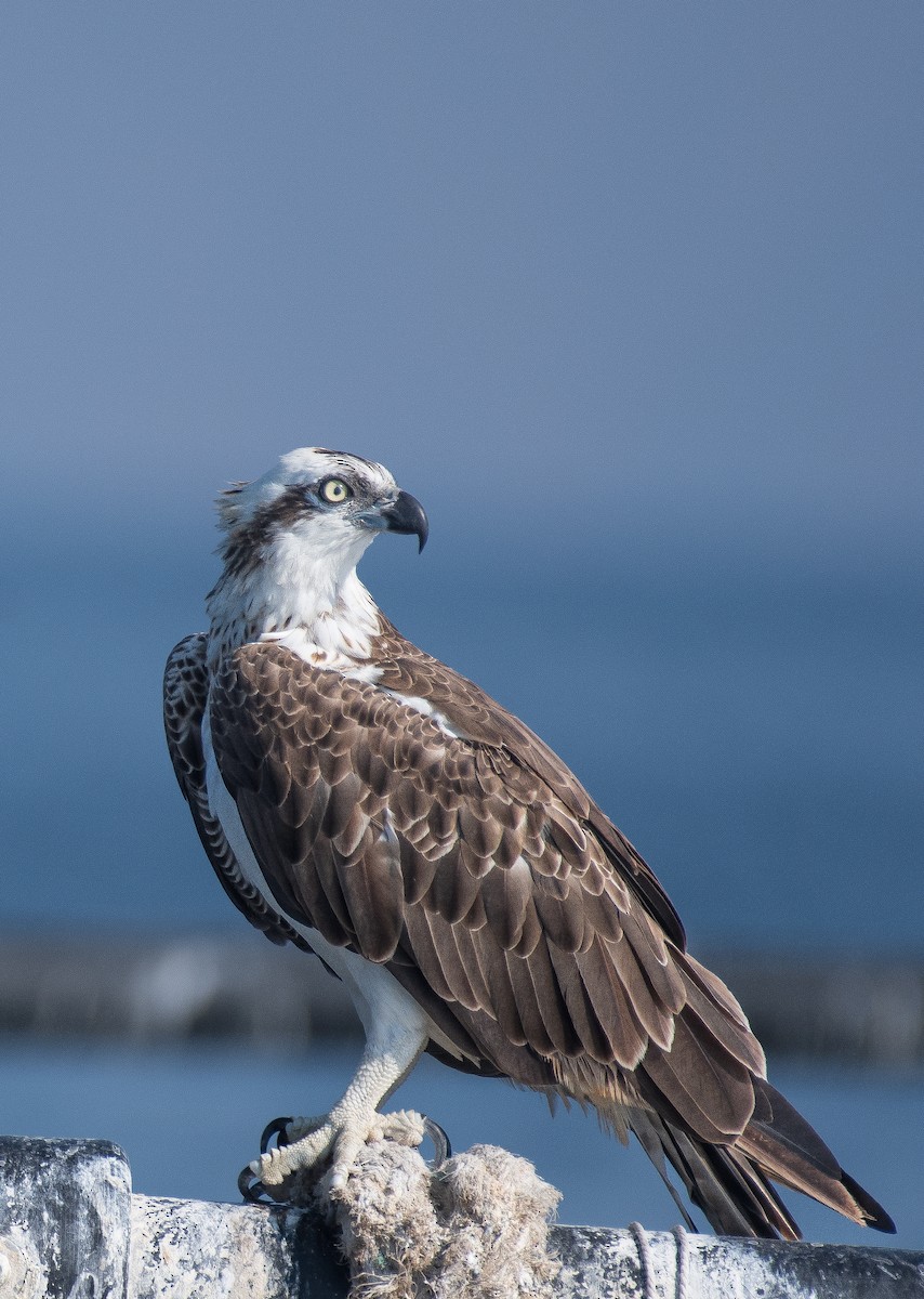 Osprey - ML614681167