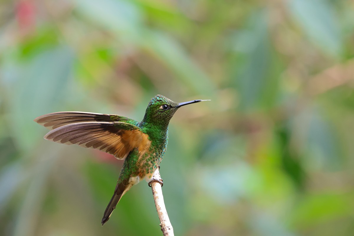 Buff-tailed Coronet - ML614681190