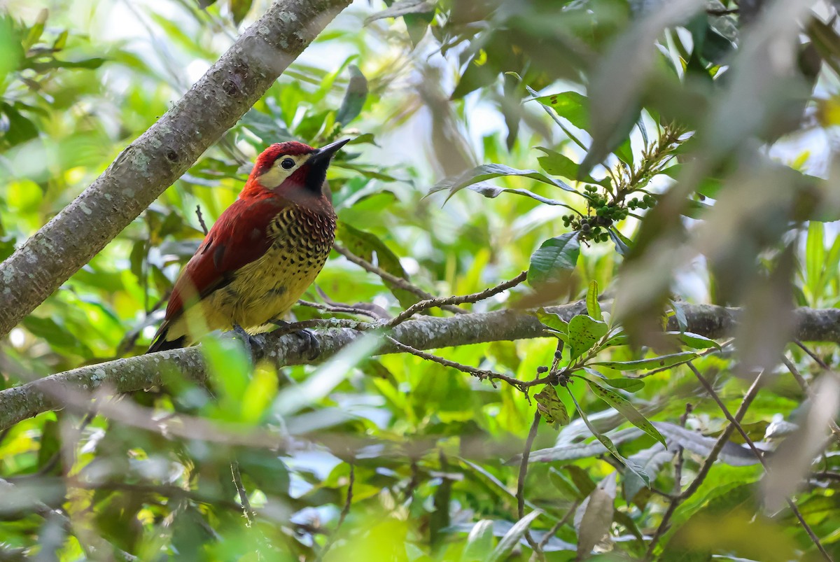 Crimson-mantled Woodpecker - ML614681247