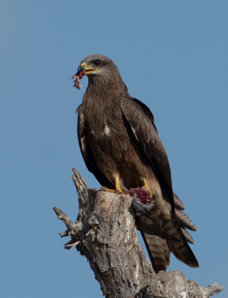 Black Kite - Joel  Ranjithkumar