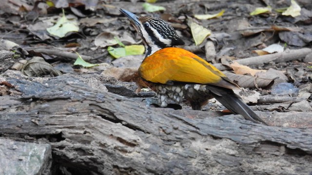 Common Flameback - ML614681255