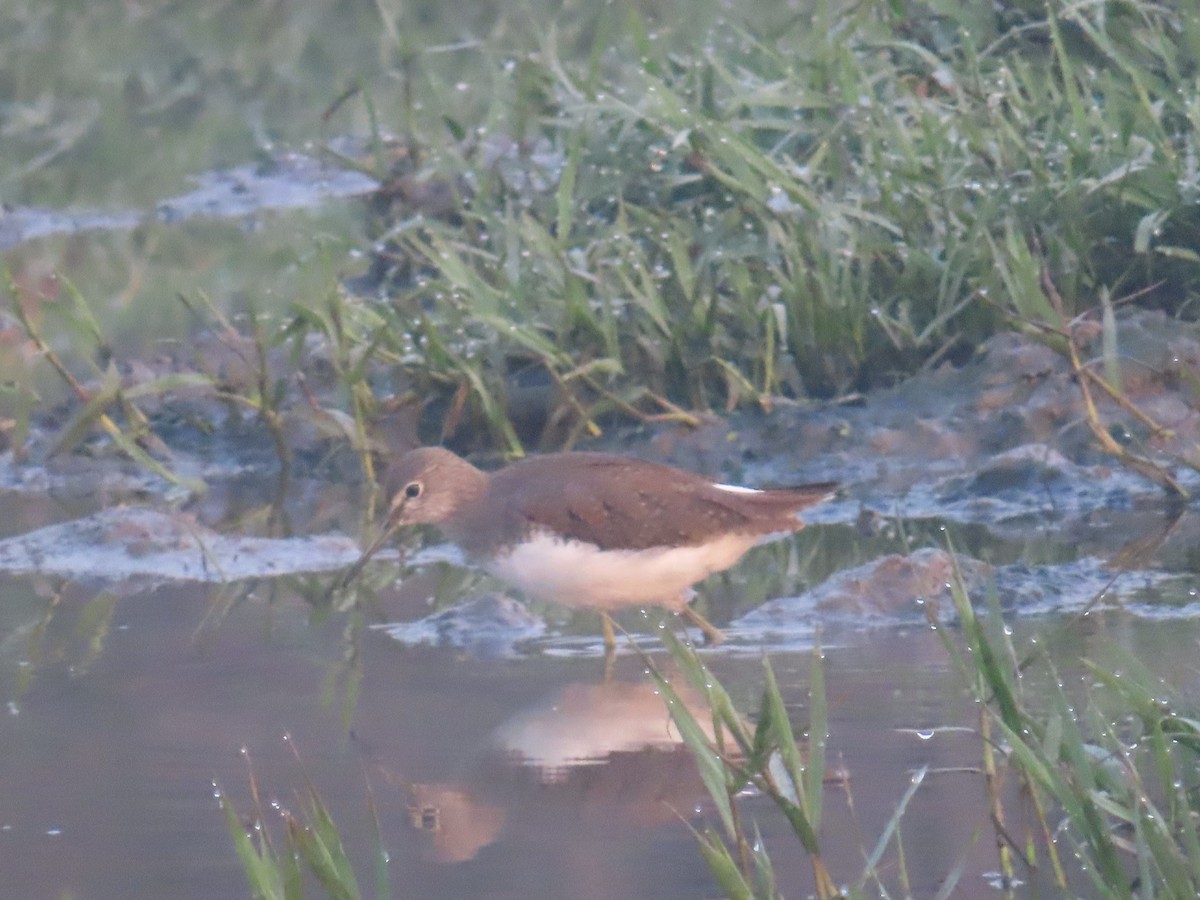 Green Sandpiper - ML614681260