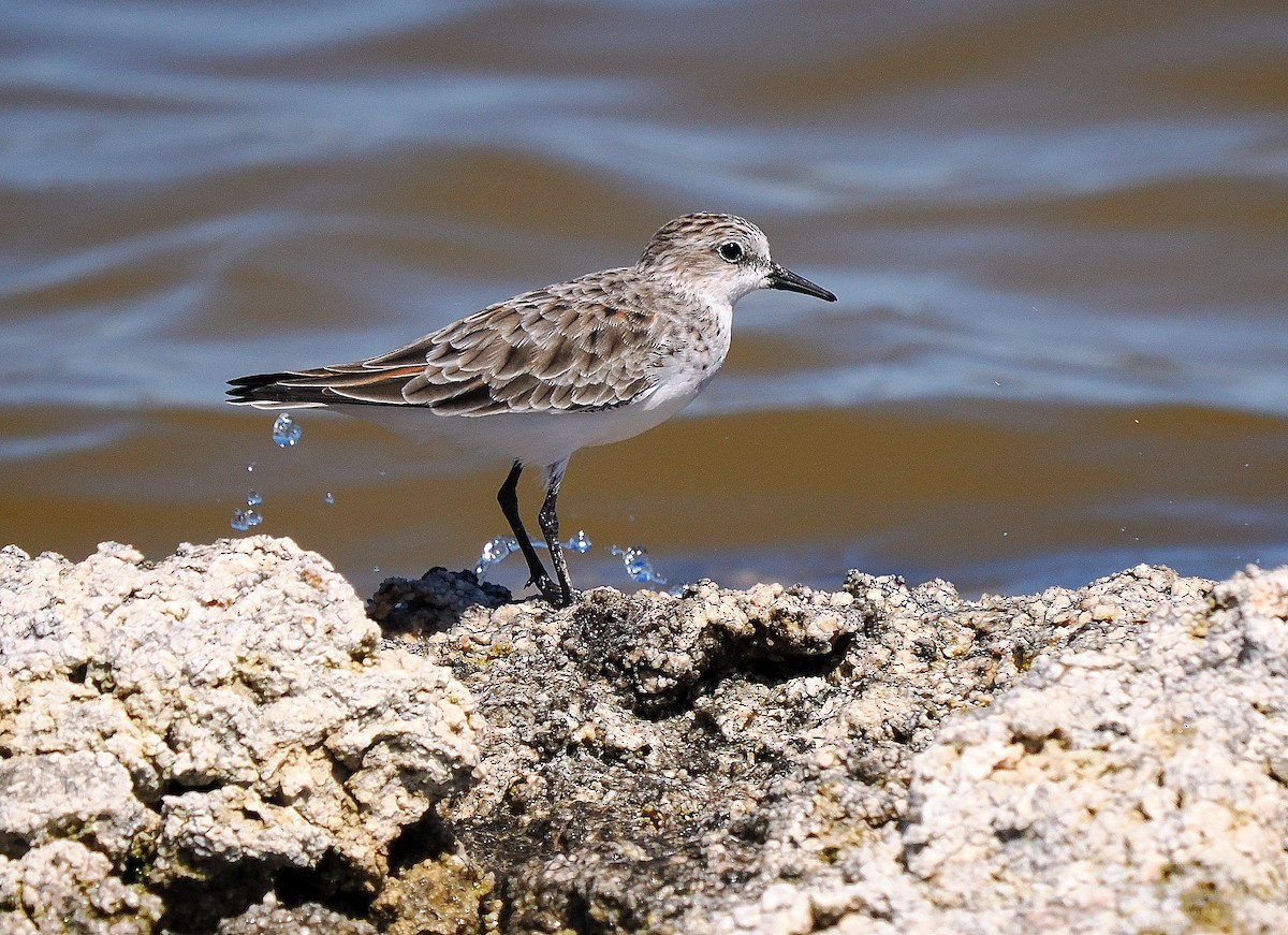 Red-necked Stint - ML614681264