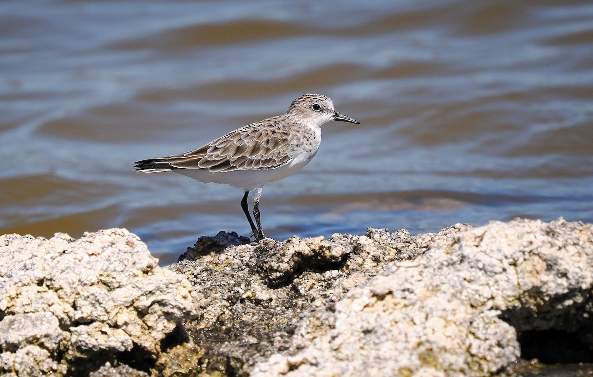 Red-necked Stint - ML614681265