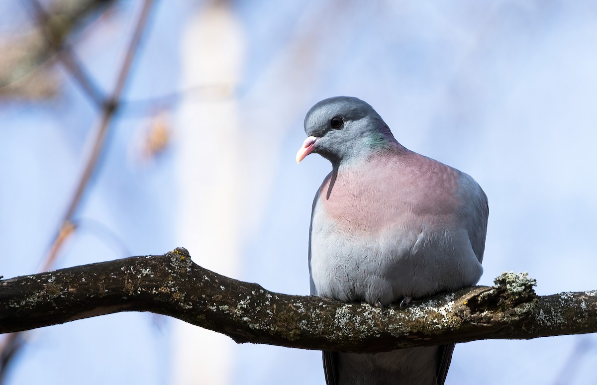 Stock Dove - ML614681268