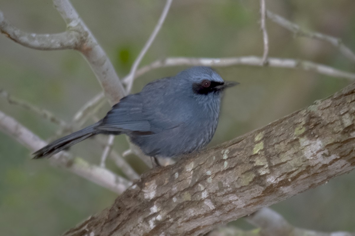 Blue Mockingbird - ML614681272