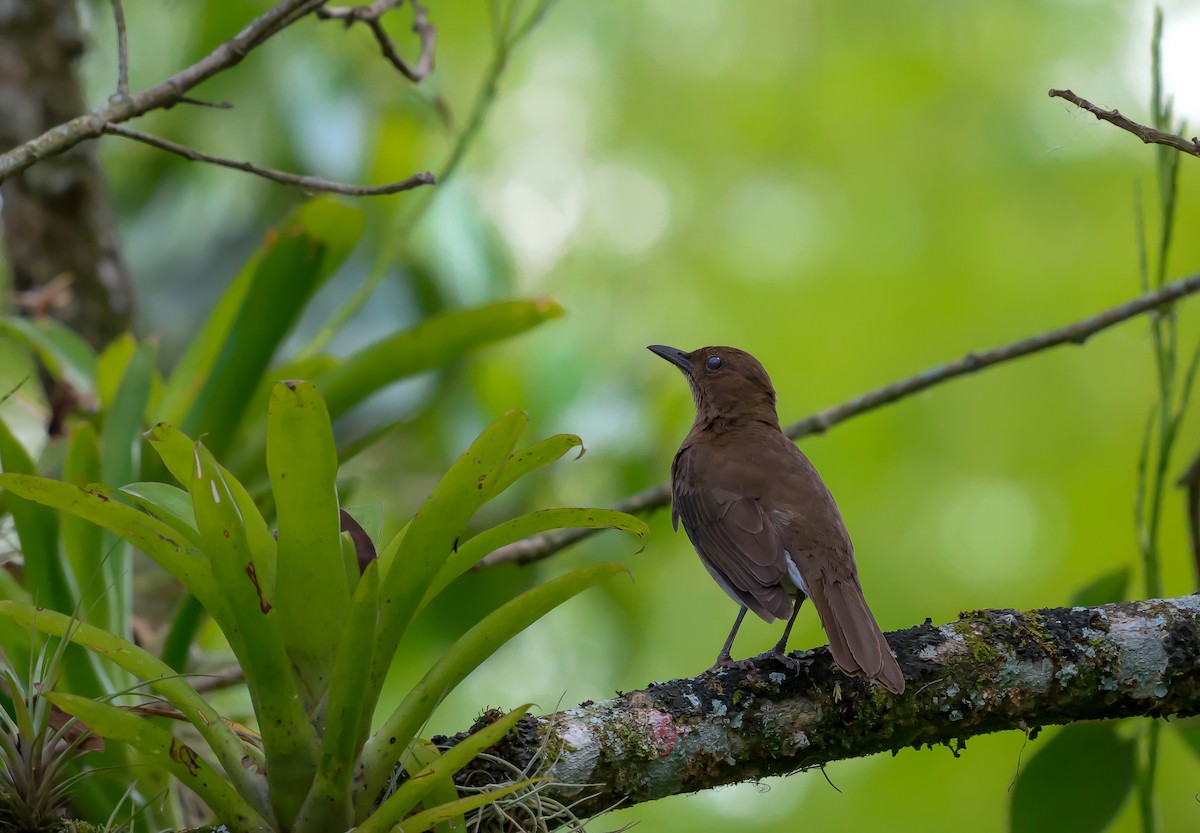 Black-billed Thrush - ML614681276