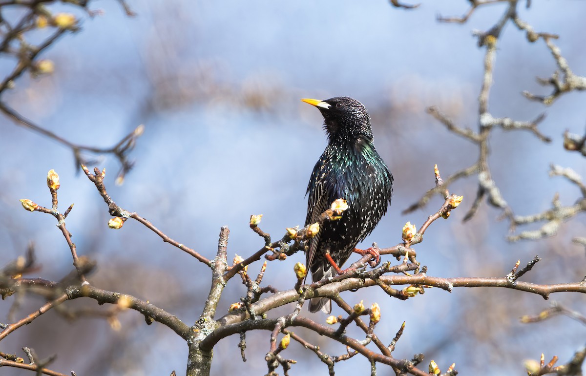 European Starling - ML614681278