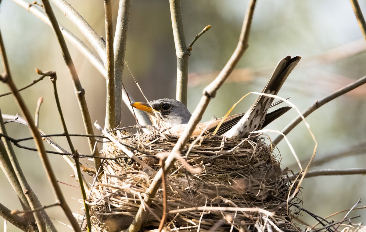 Fieldfare - ML614681291