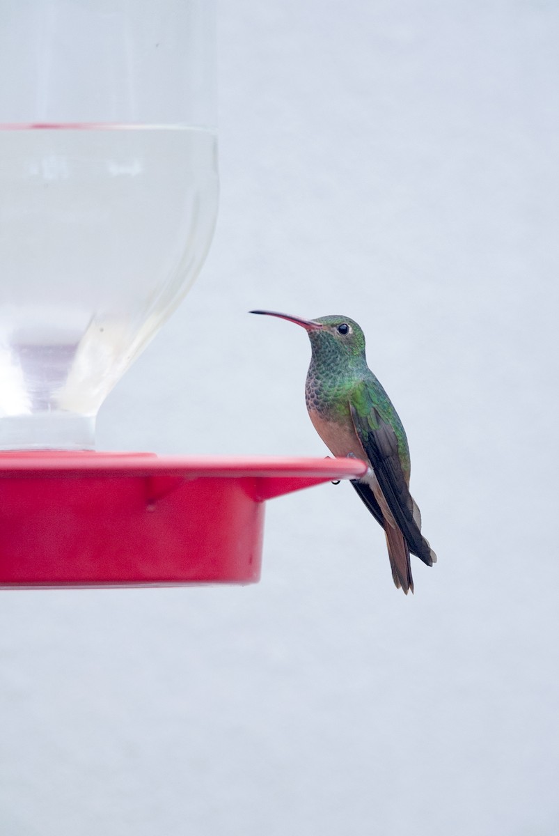 Buff-bellied Hummingbird - ML614681294
