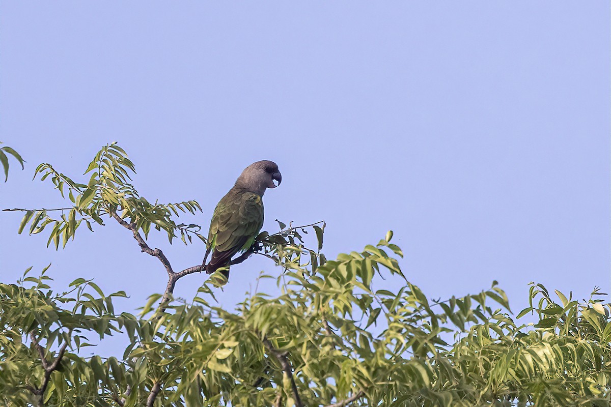 Brown-headed Parrot - Niall D Perrins