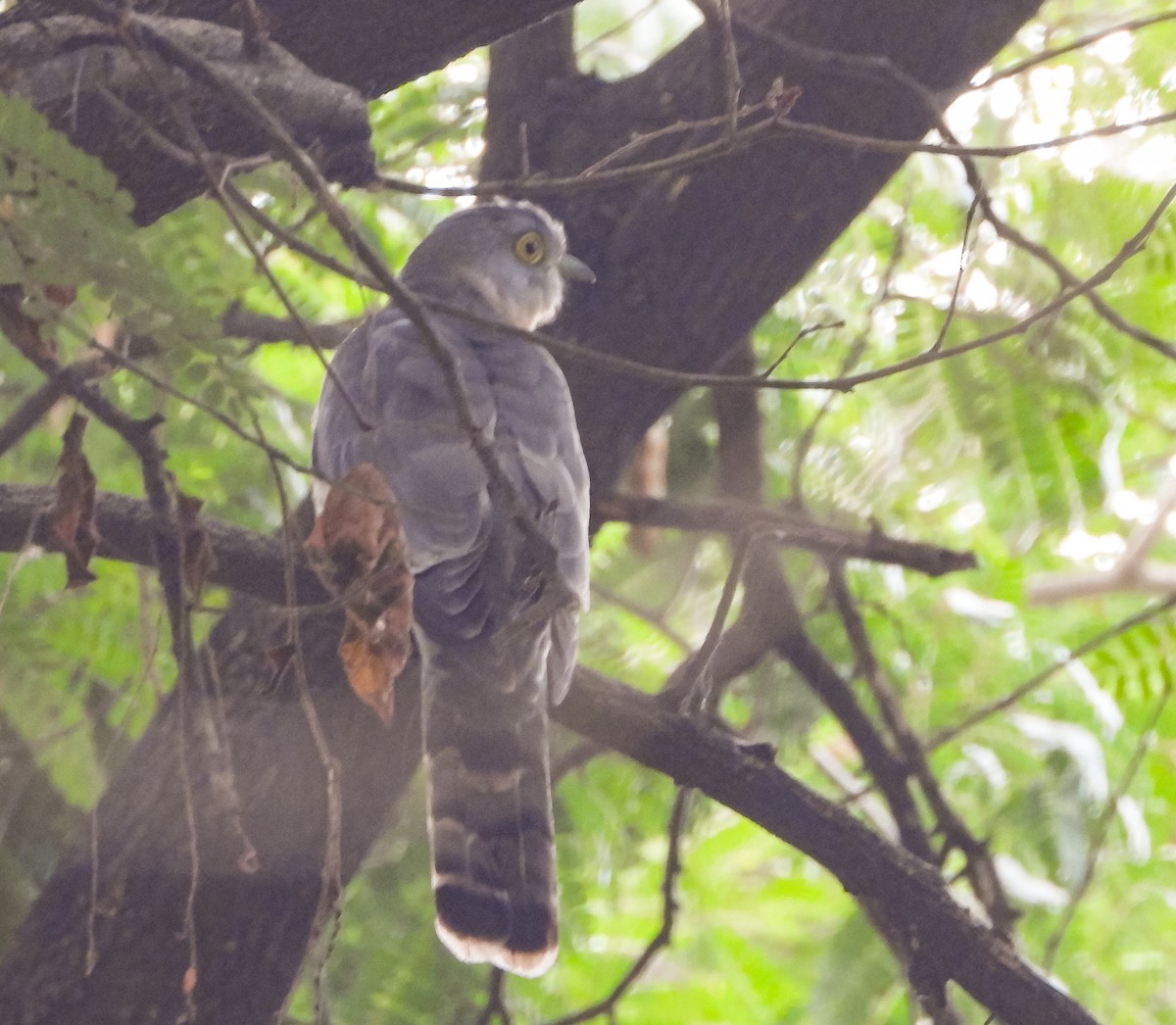 Common Hawk-Cuckoo - ML614681357