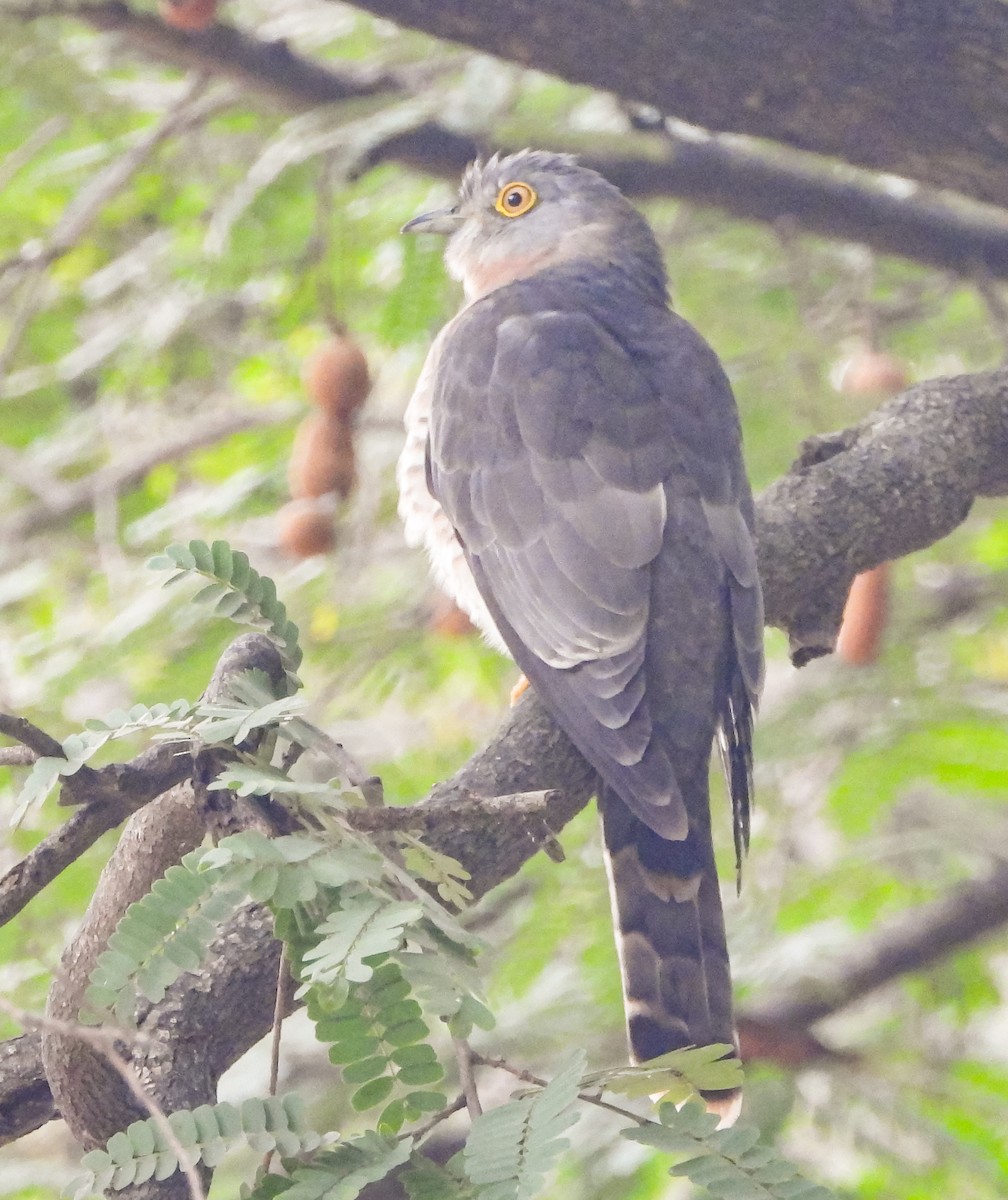 Common Hawk-Cuckoo - HARSHJEET BAL