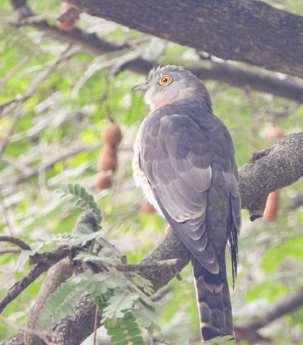 Common Hawk-Cuckoo - HARSHJEET BAL