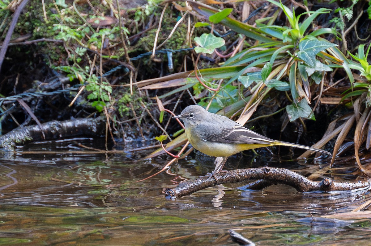 Gray Wagtail - Matthew Vanderheyden