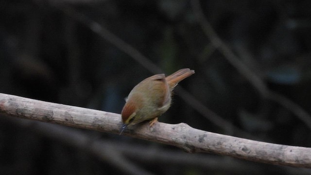 Pin-striped Tit-Babbler - ML614681372