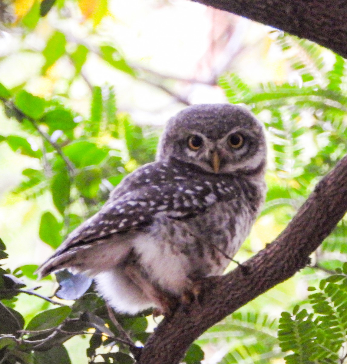 Spotted Owlet - HARSHJEET BAL