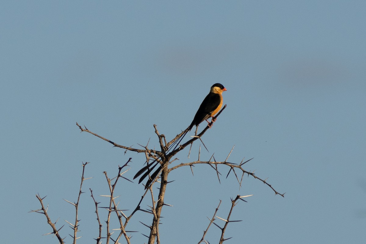 Shaft-tailed Whydah - Edward Jenkins