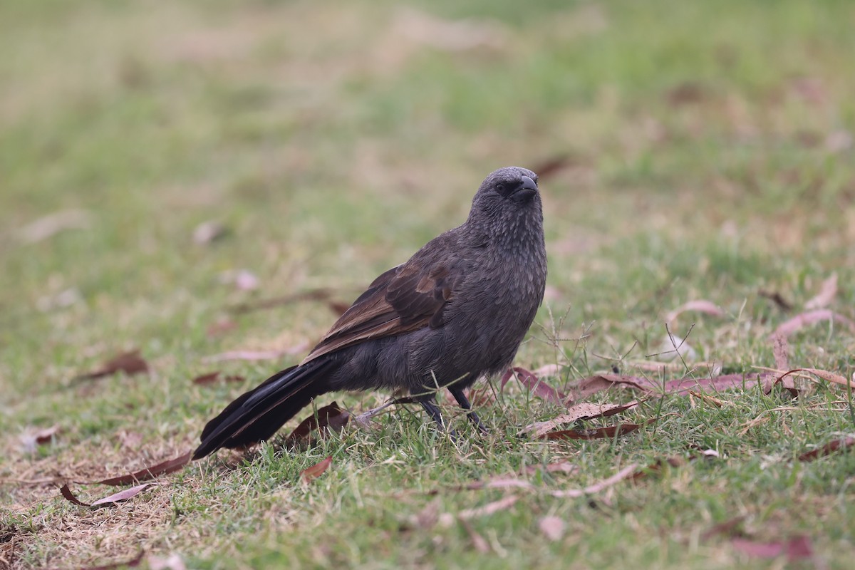 Apostlebird - ML614681550