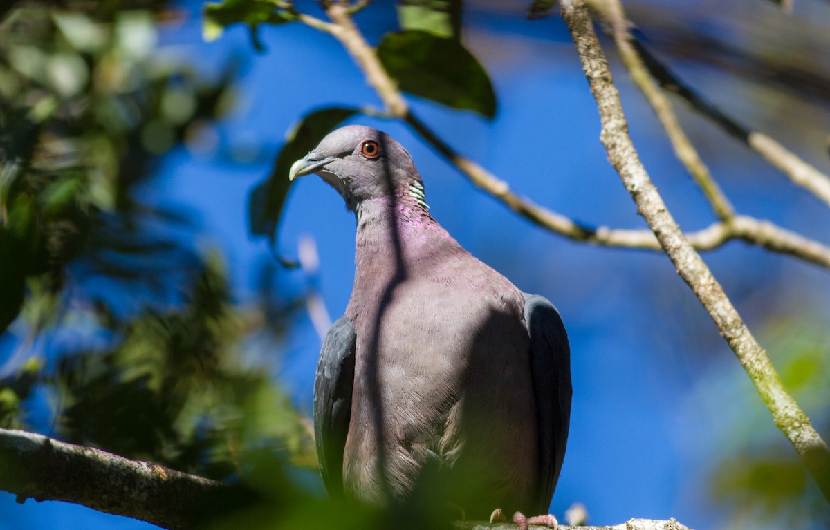 Sri Lanka Wood-Pigeon - Mészáros József
