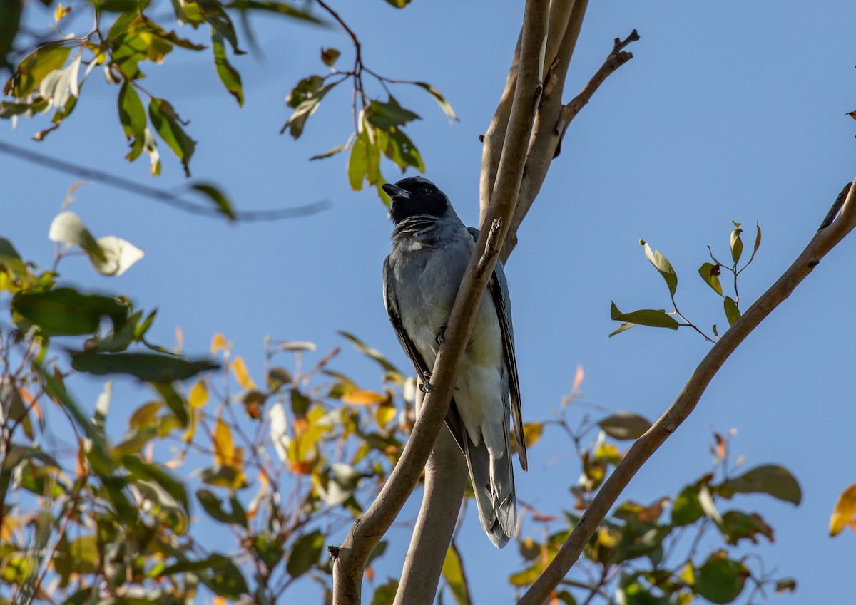 Black-faced Cuckooshrike - ML614681690