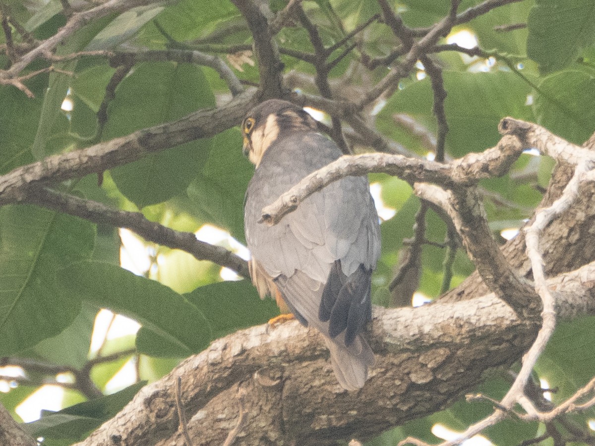 Alcotán Africano - ML614681697