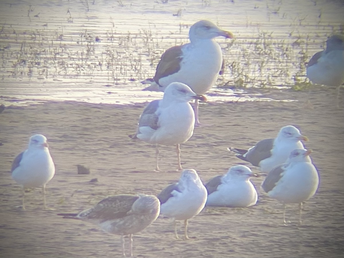 Caspian Gull - ML614681732