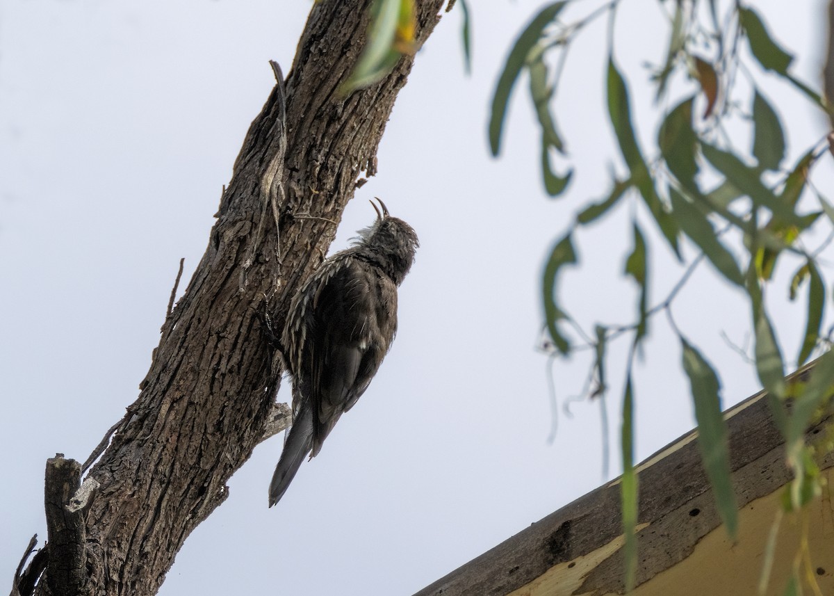 White-throated Treecreeper - ML614681746