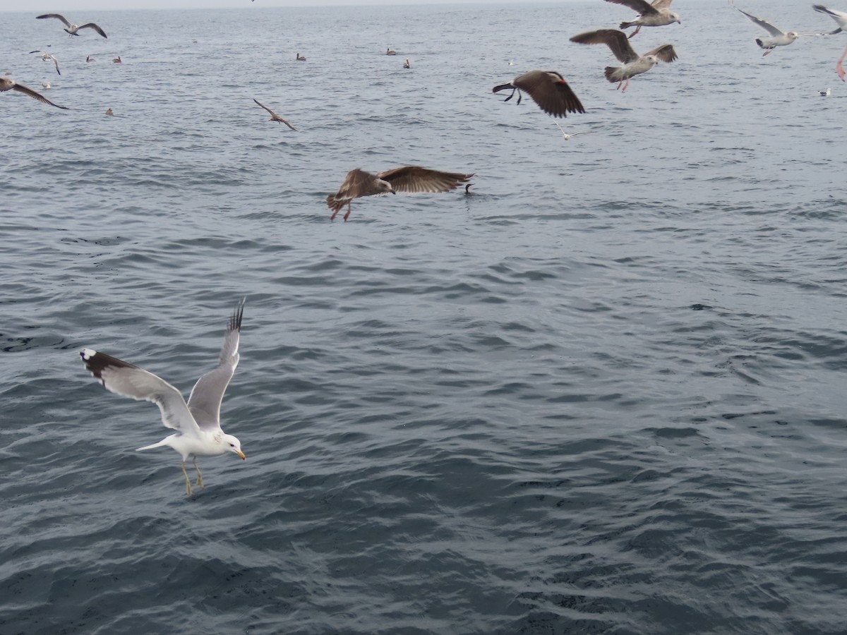 California Gull - ML614681756